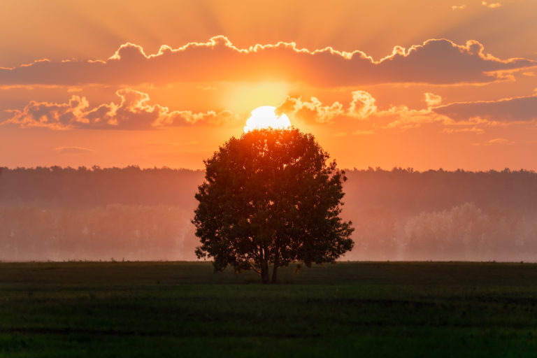 Одинокое Дерево