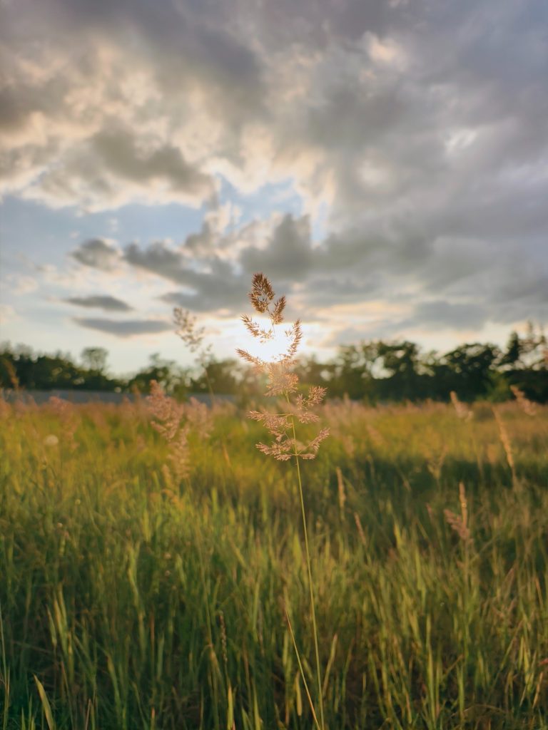 В лучах заходящего солнца