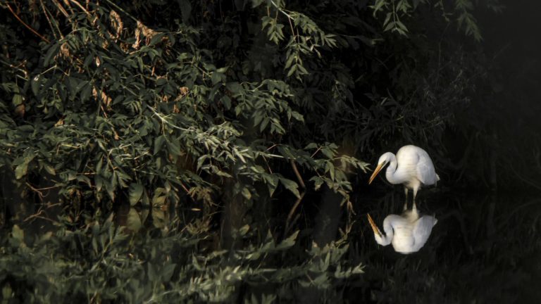 Застывшее мгновение