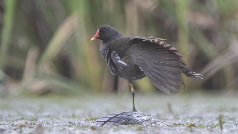 Балансируя