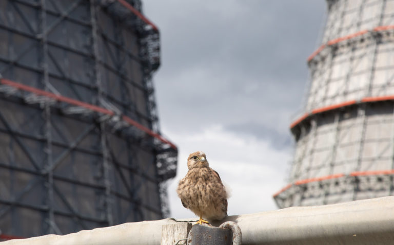 Маленький, но очень гордый