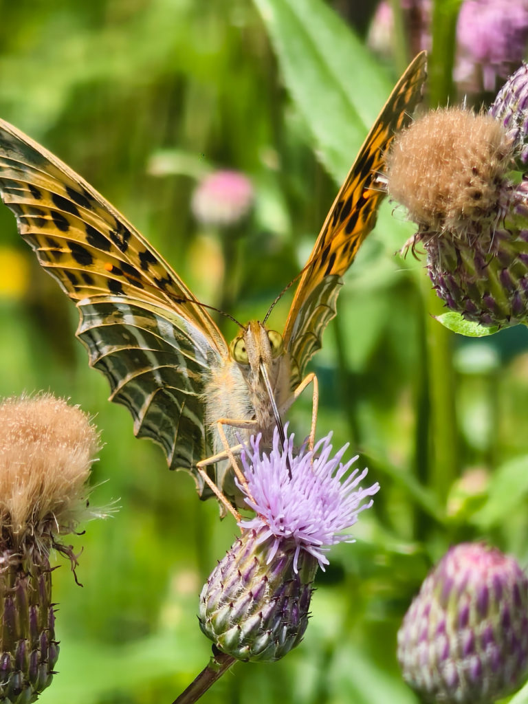 Перламутровка