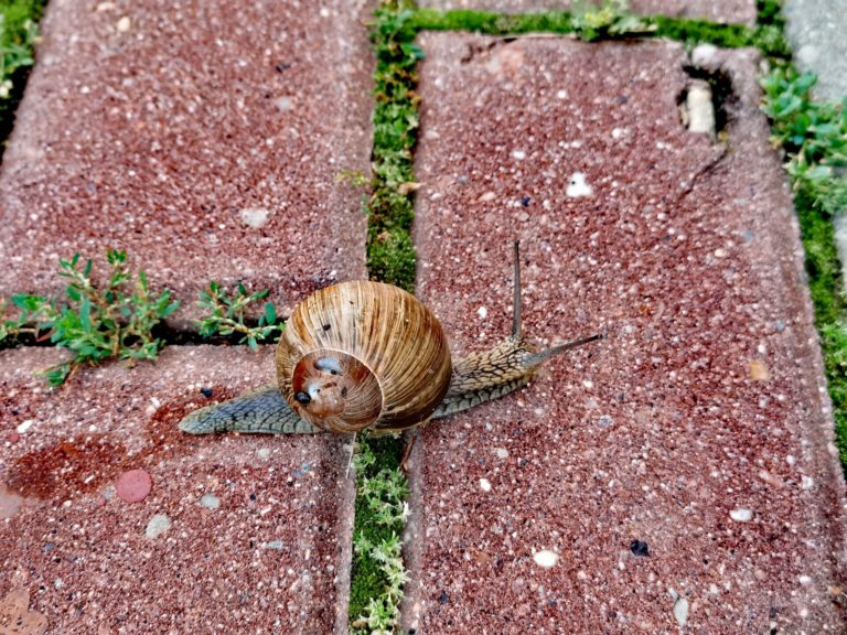 Улитка-горожанка