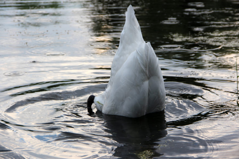 Лебединый «айсберг»