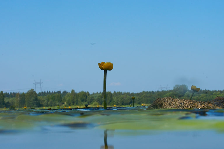 Красота побеждает электричество