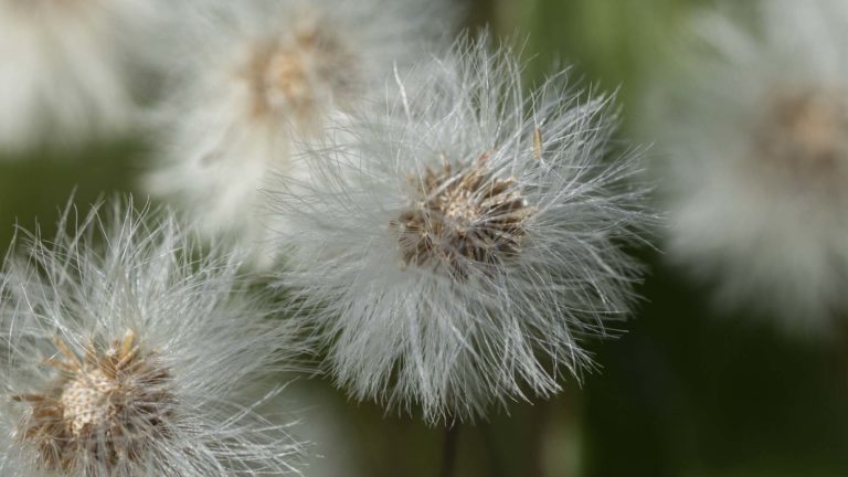 Белые одуванчики