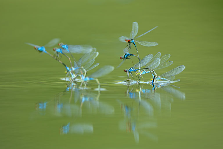 Летние этюды