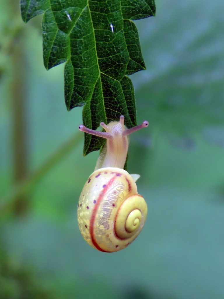 Глаз — налево,глаз — направо…