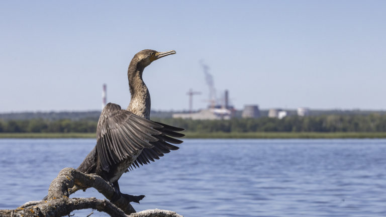 НИИАР на горизонте.