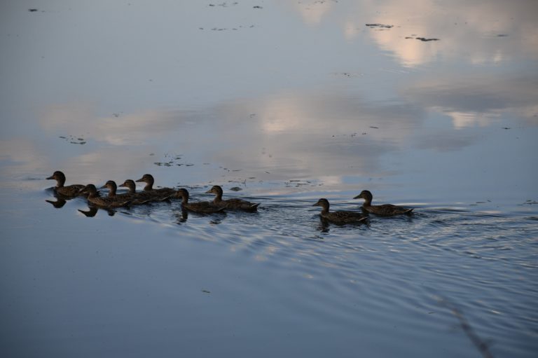 По реке средь белых облаков