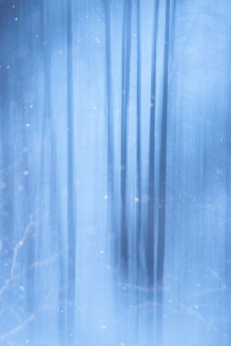 Липовый сон