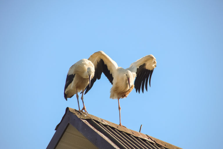 Аисты на крыше