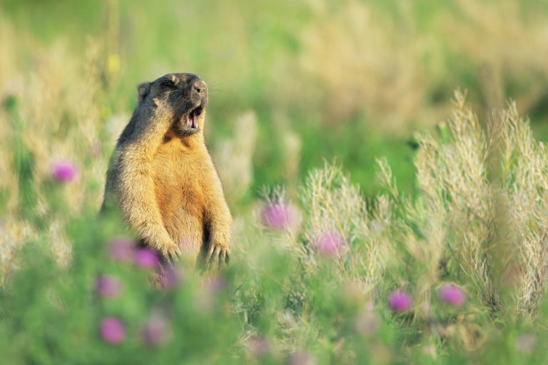 Песнь Байбака!
