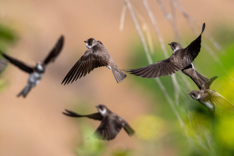 Полет береговушек