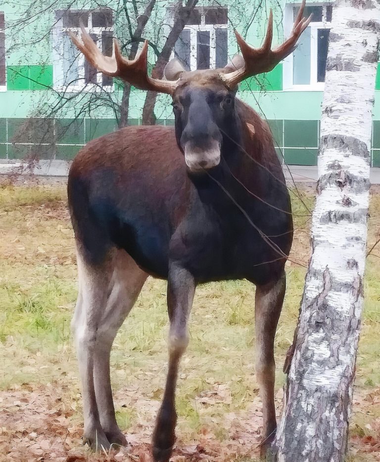 Задумчивый сохатый