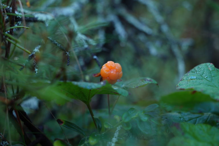 Лесное пламя